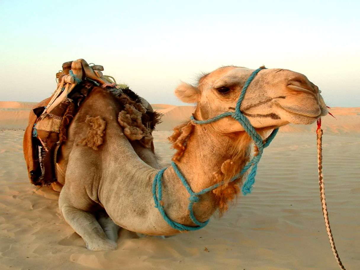 Arabian Camel Wallpaper Awards