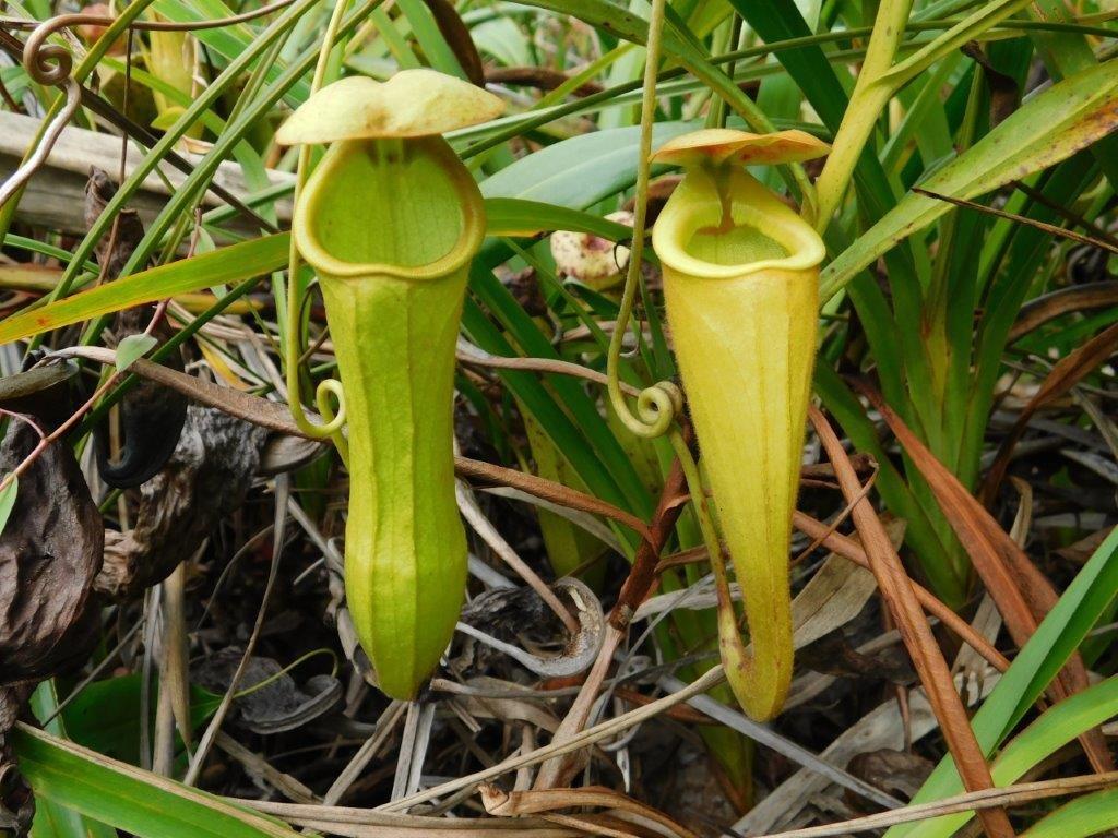 New Nepenthes Volume Redfern Natural History Productions