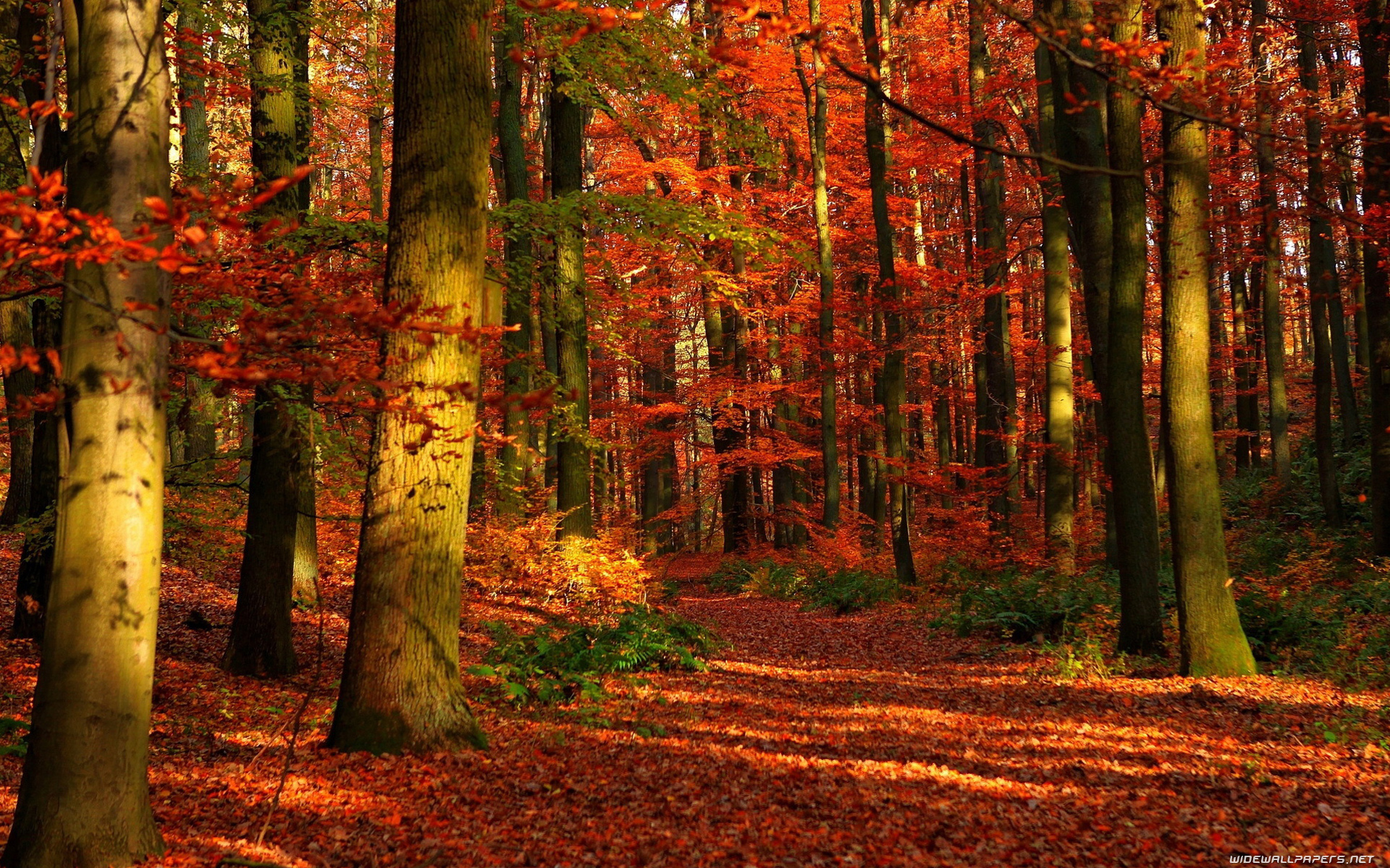 Fall Nature Backgrounds Desktop Image
