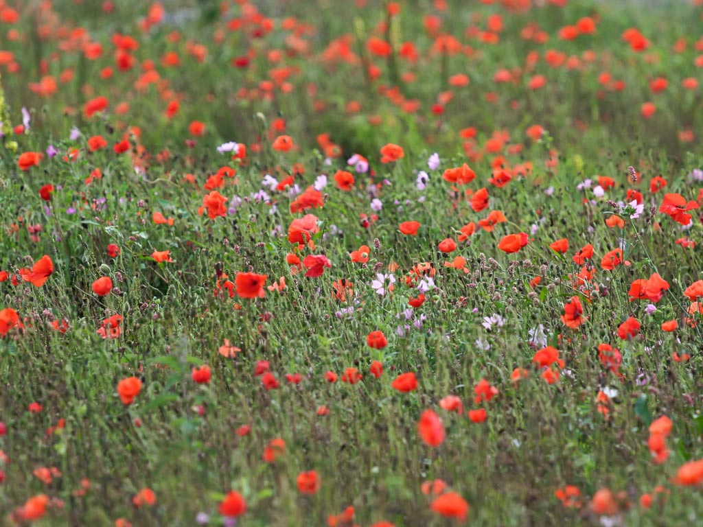 Of Red Poppies And Wildflowers Meadows Background Pixels