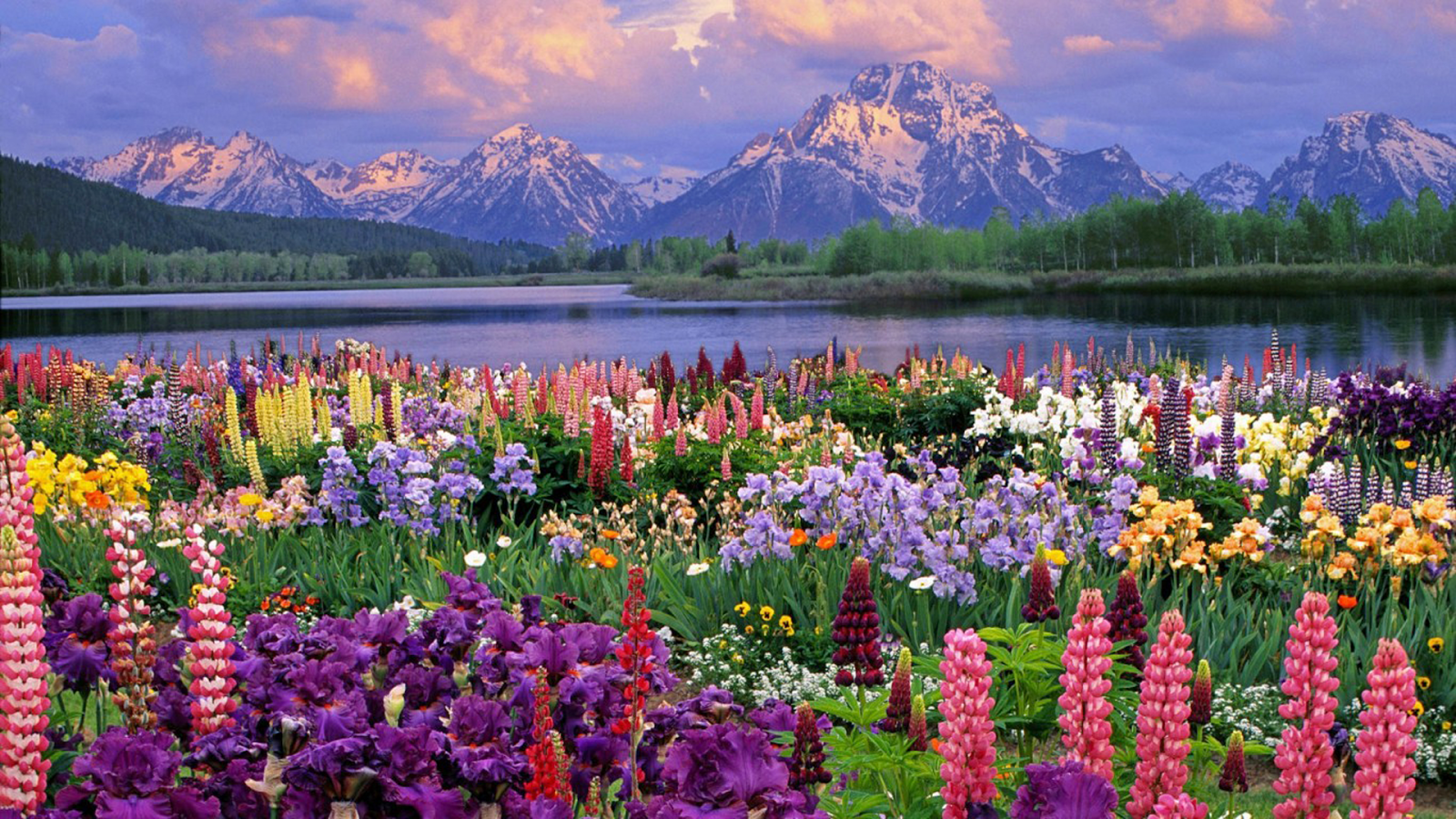 Mountain Snow With Beautiful Spring Flowers Desktop Wallpaper