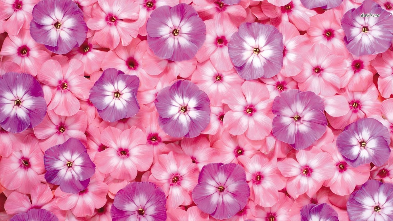 Small Pink And Purple Flowers Wallpaper Flower