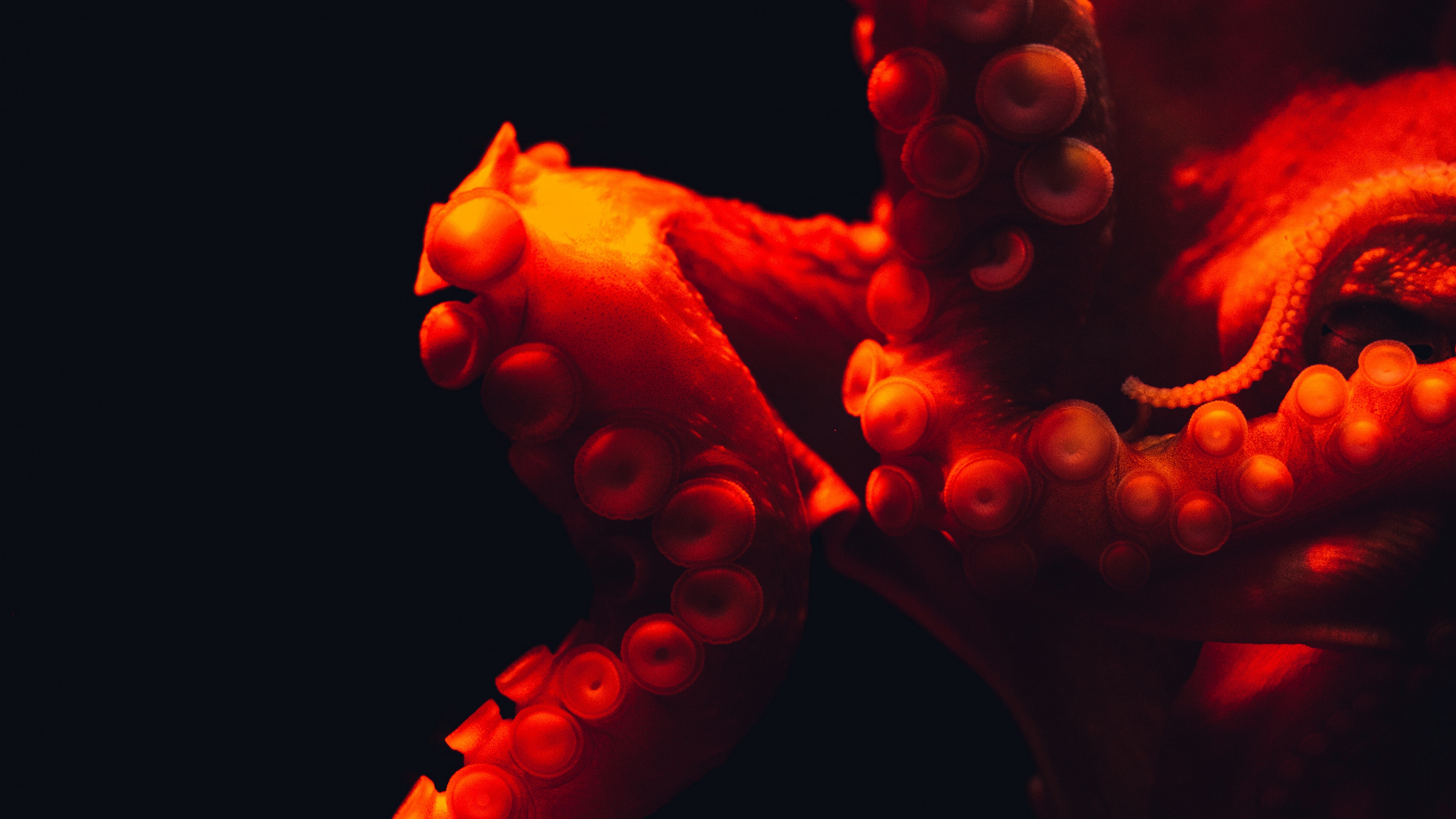 Wallpaper Octopus Tentacles Red Underwater