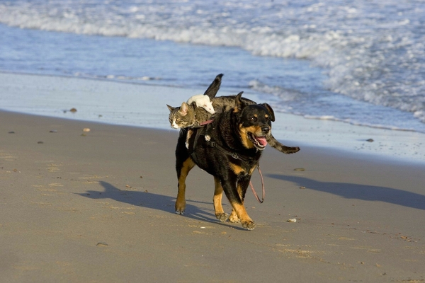Cats Beach Animals Dogs Pets Wallpaper