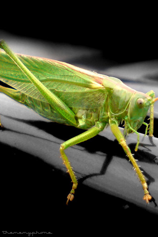 Grasshopper iPhone Wallpaper Background Ipod