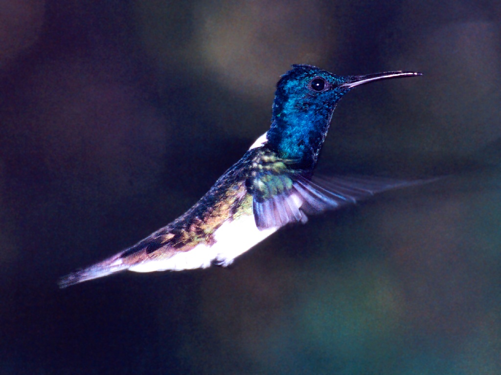  unidentified hummingbird costa rica unidentified hummingbirds fighting