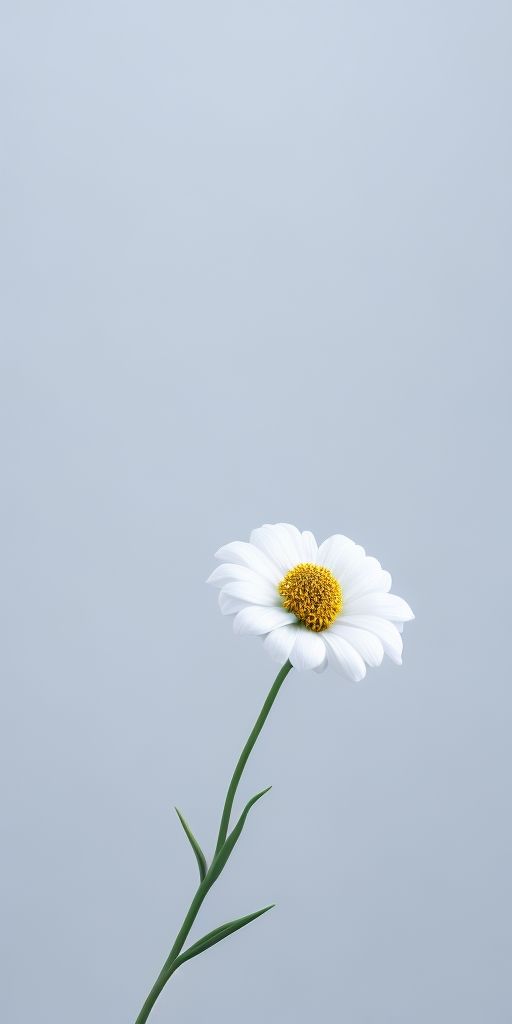 White Flower iPhone Wallpaper