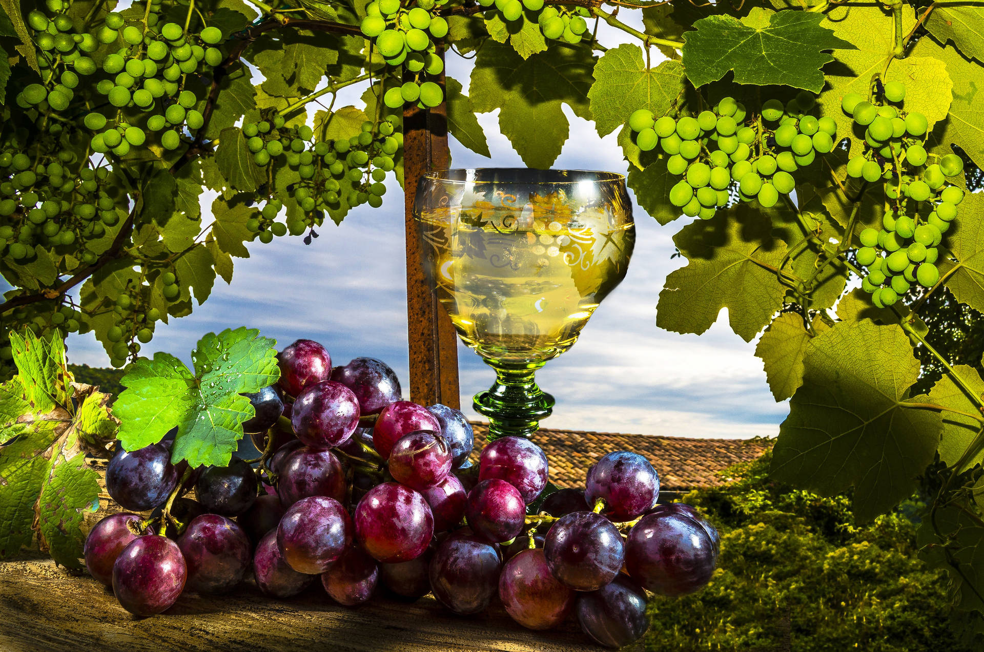 Grape Wallpaper