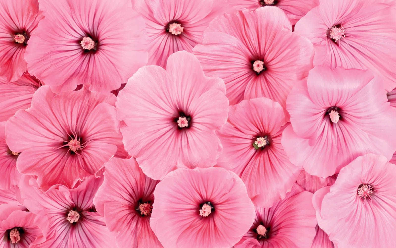 Bunga Background Wallpaper