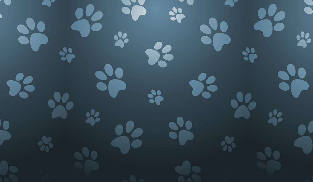 Animal Pets HD Wallpaper