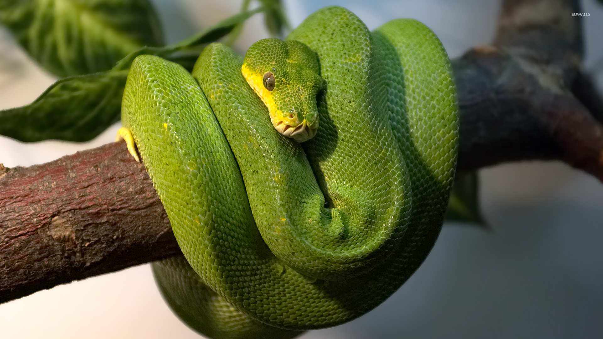 Green Tree Python Wallpaper Animal