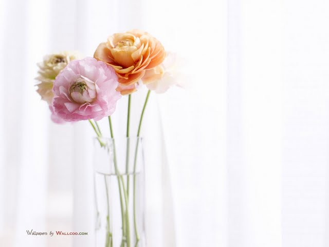 Ranunculus Flowers In Vase Wallpaper Walltor