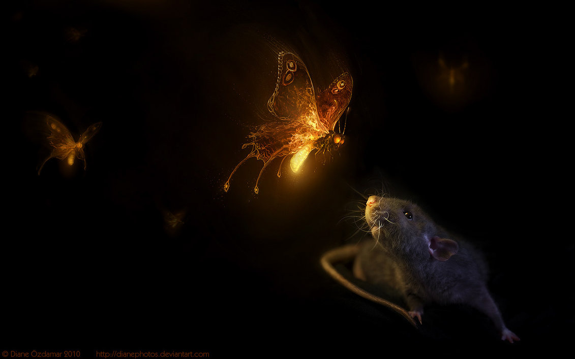 Firefly Wallpaper By Dianephotos