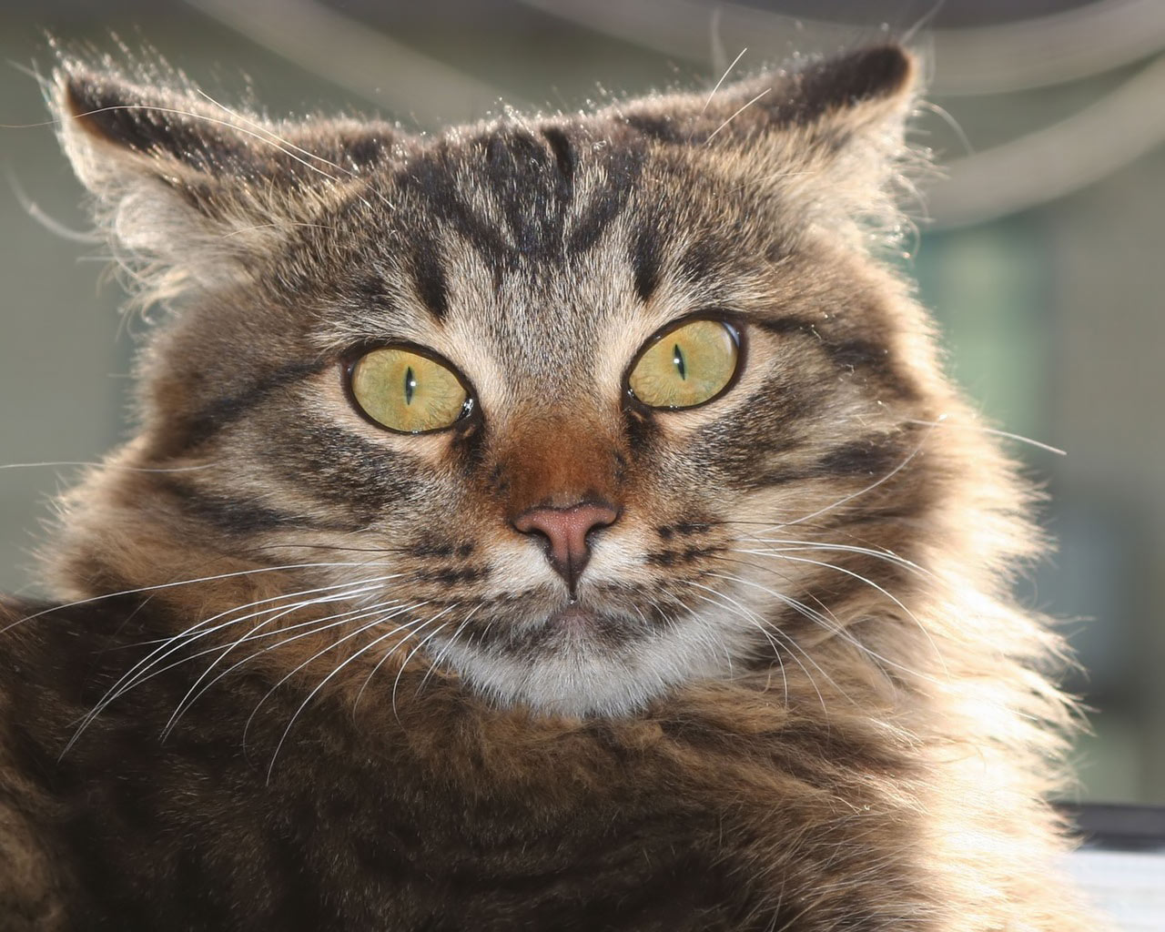 Desktop Pics Of Kittens And Cats Wallpaper 3d HD Colour
