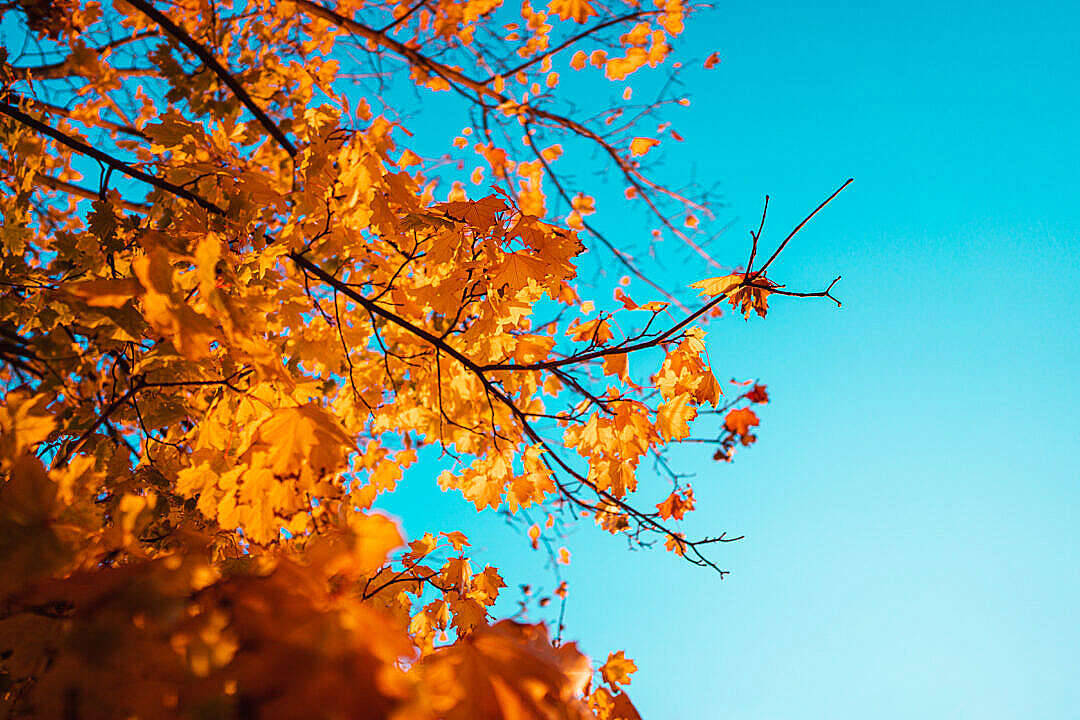 Fall Leaves And Blue Sky Wallpaper