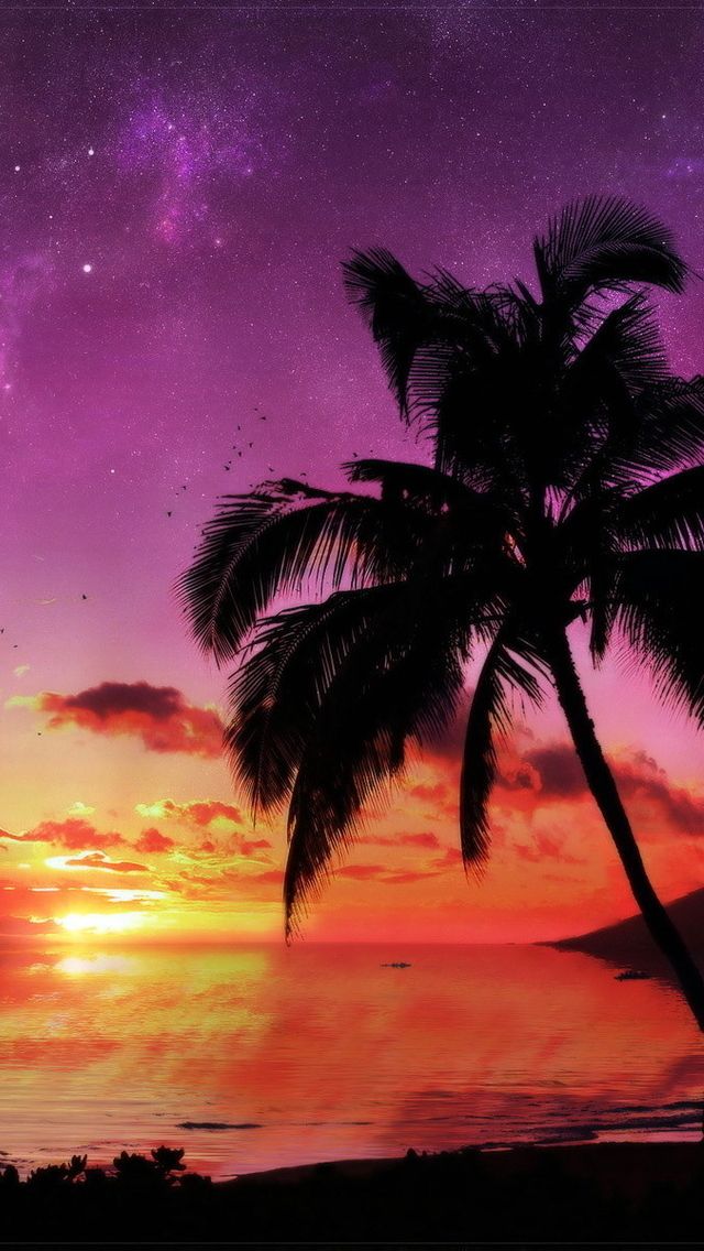 Palm Trees iPhone 5s Wallpaper
