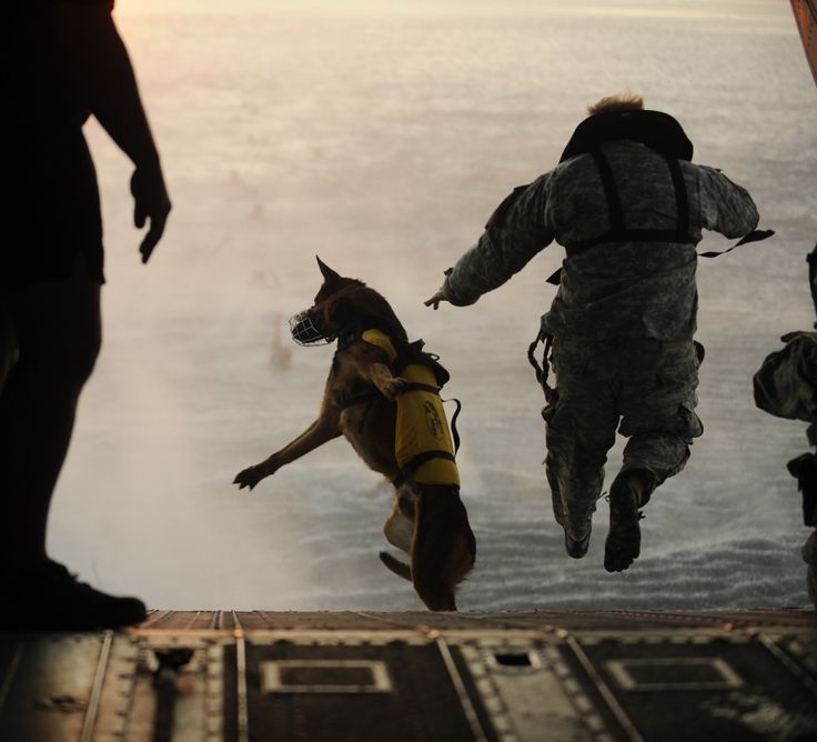 Dog In War Amazing Pictures