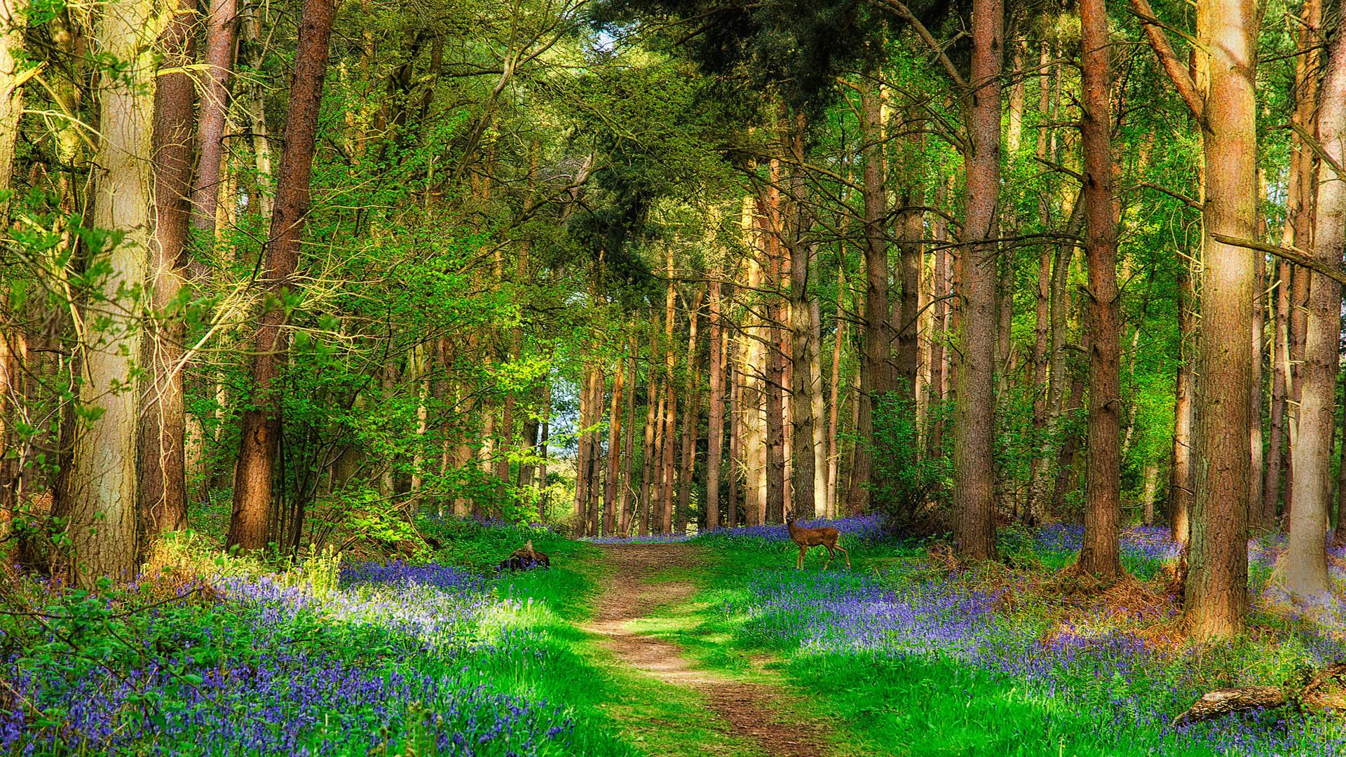 Deer And Forest Beautiful Spring Nature Wallpaper Stream