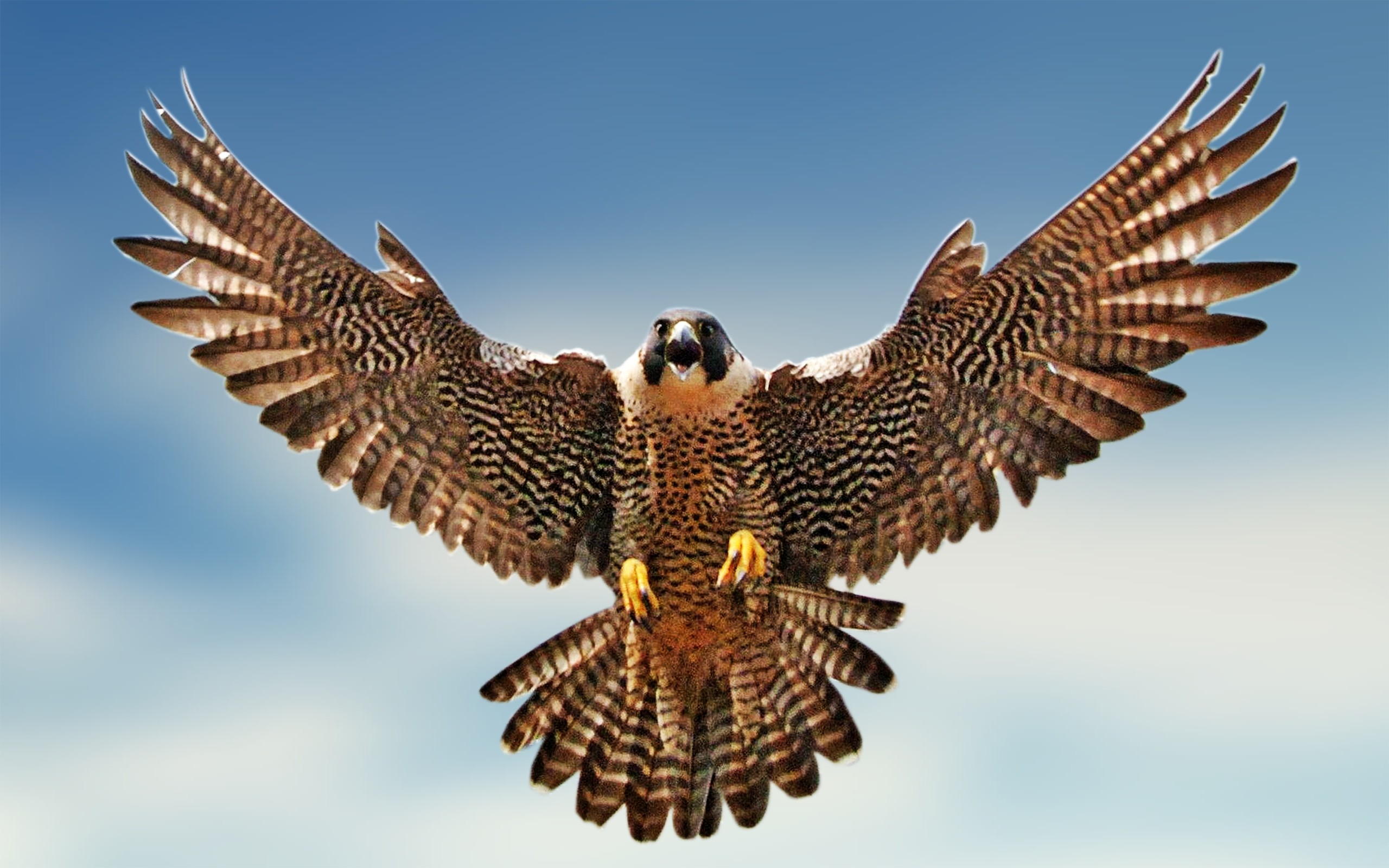 Birds Falcon Bird HD Wallpaper