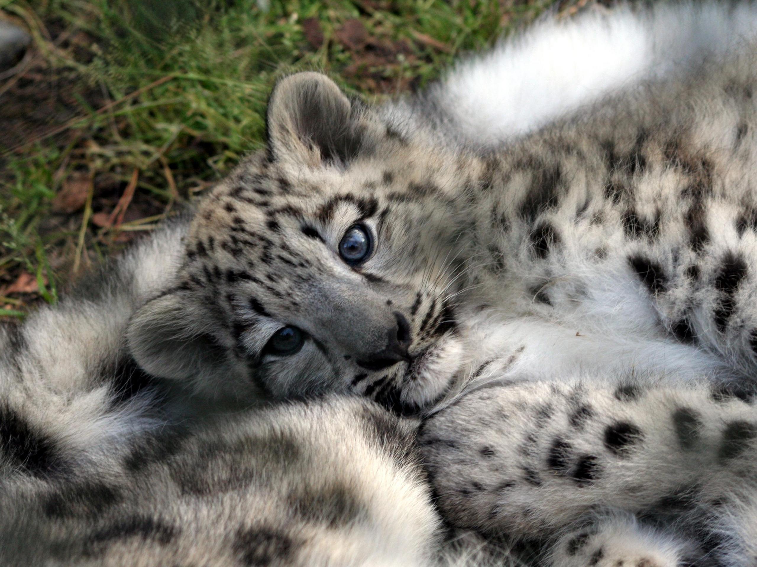 Baby Animals leopard cub