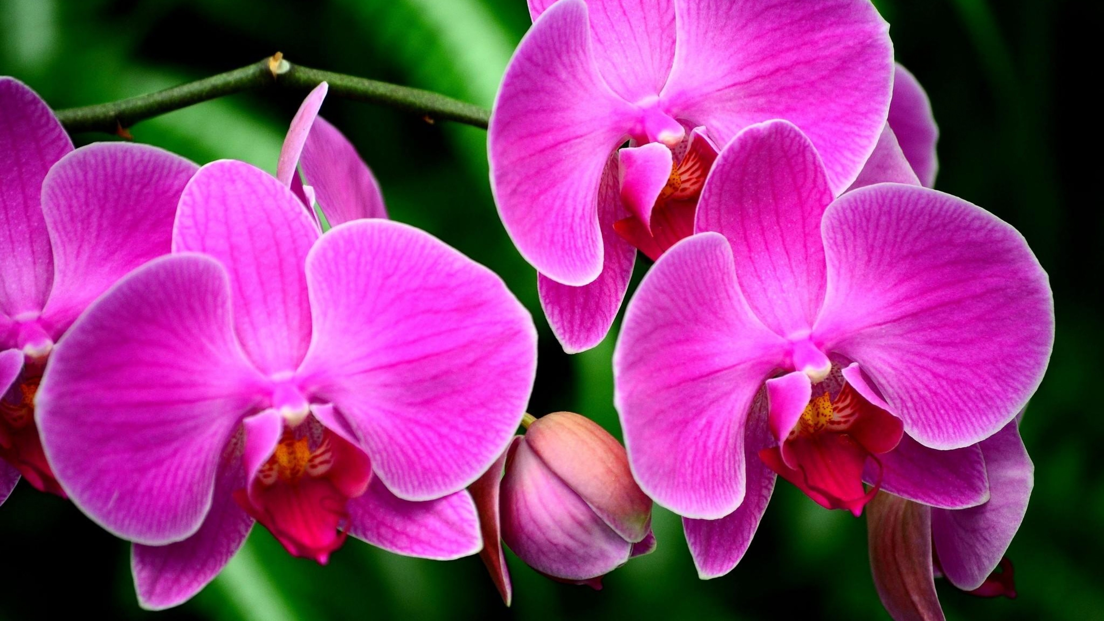 Orchids Wallpaper Desktop