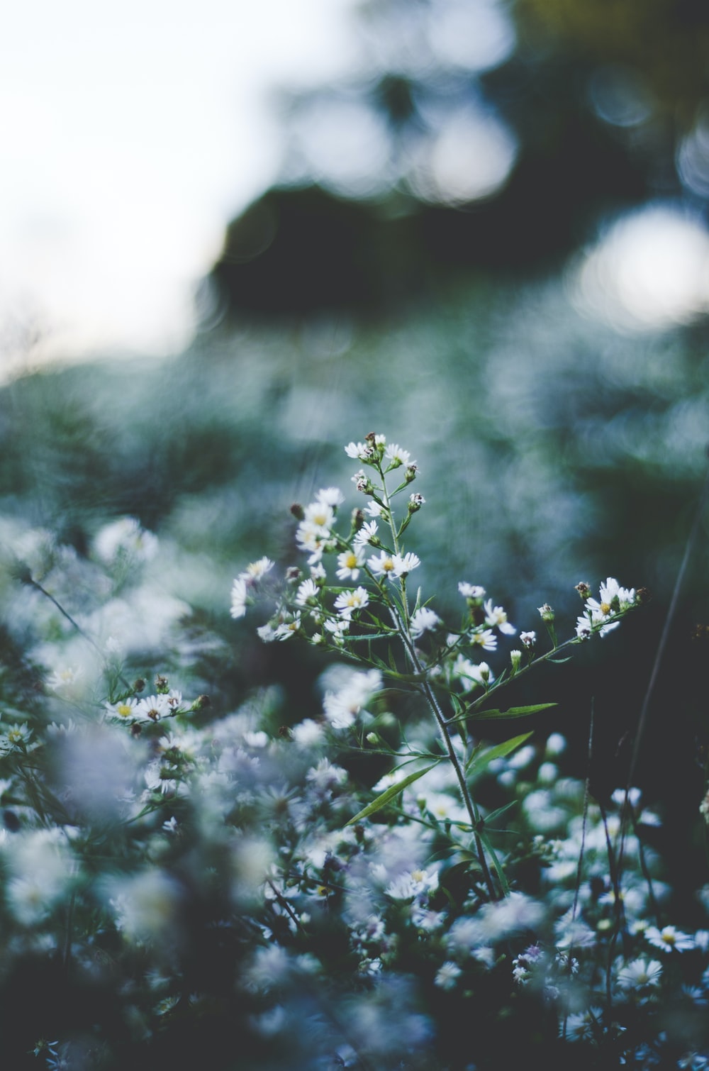 Selective Focus Of White Baby S Breath Flowers Blooming Photo