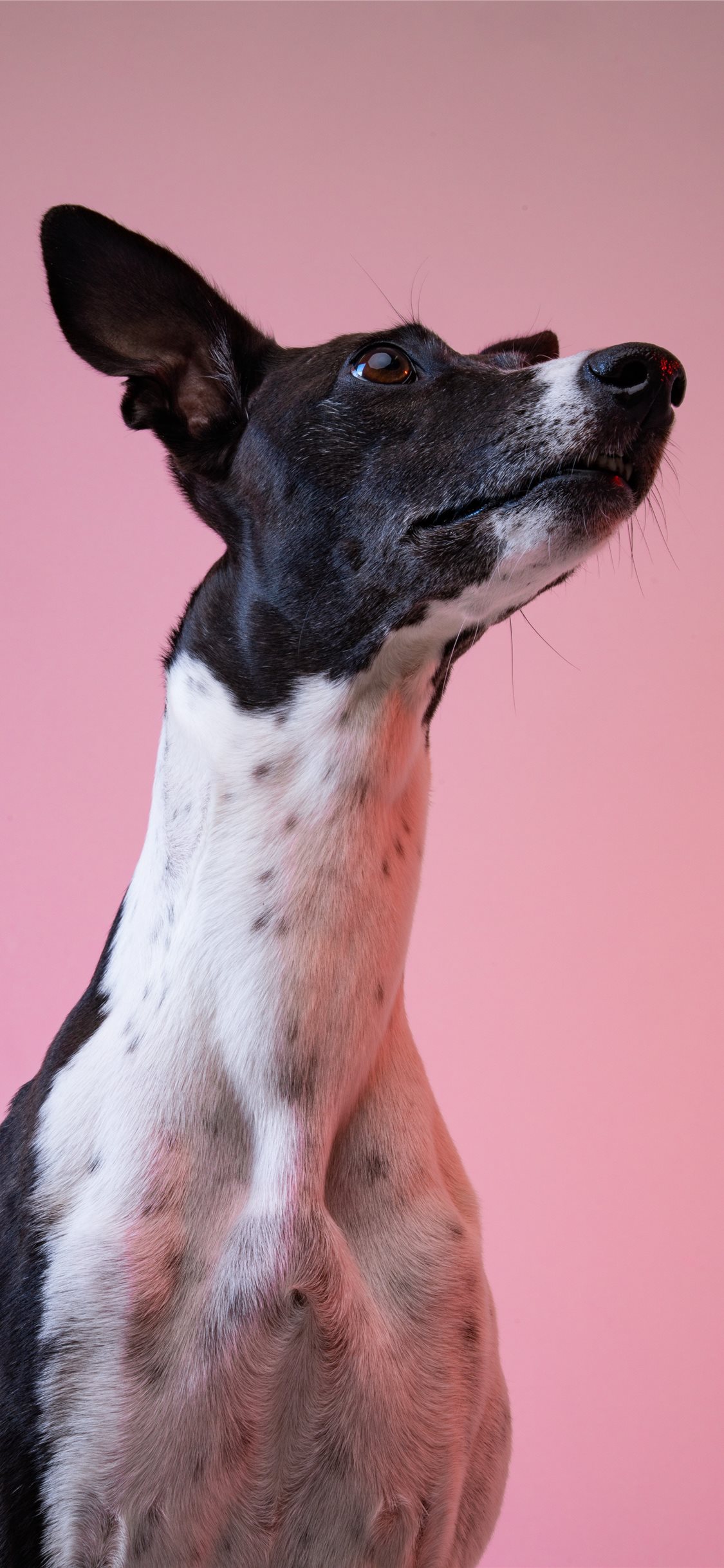 Dog iPhone X Wallpaper