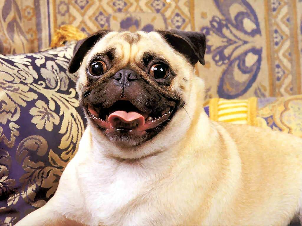 Wallpaper Pug Dog Face Sadness Cookies Desktop Background HD