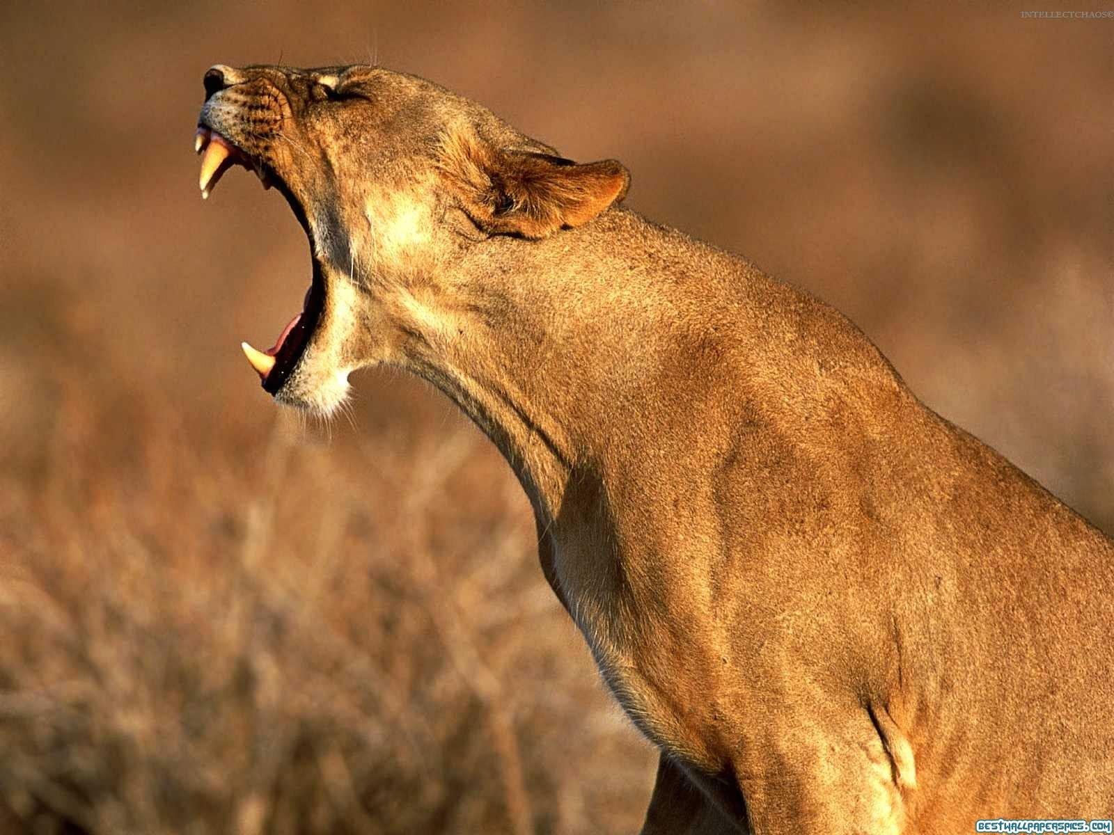 Wallpaper Lioness Africa Mouth Open