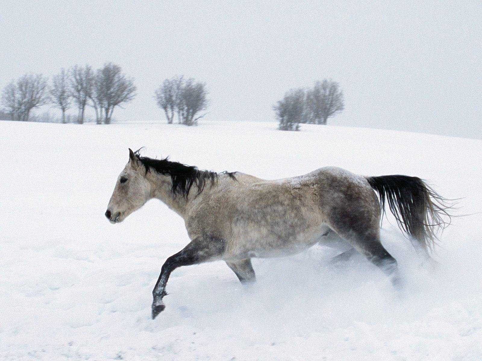 images of horses running through snow