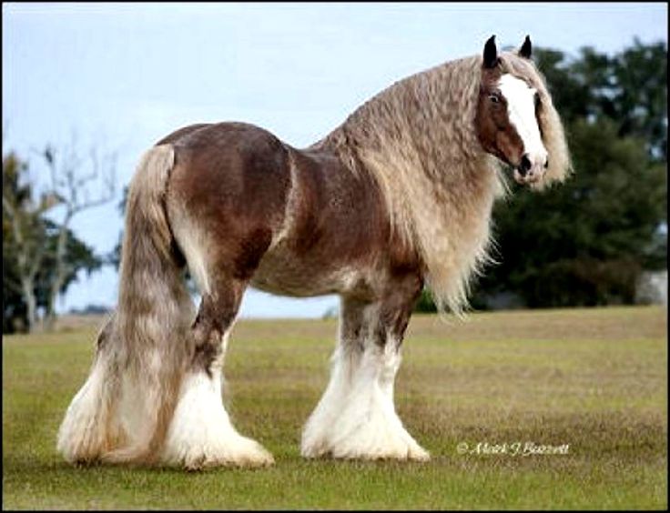 Gypsy Vanner Horse Gorgeous Beautiful Draft
