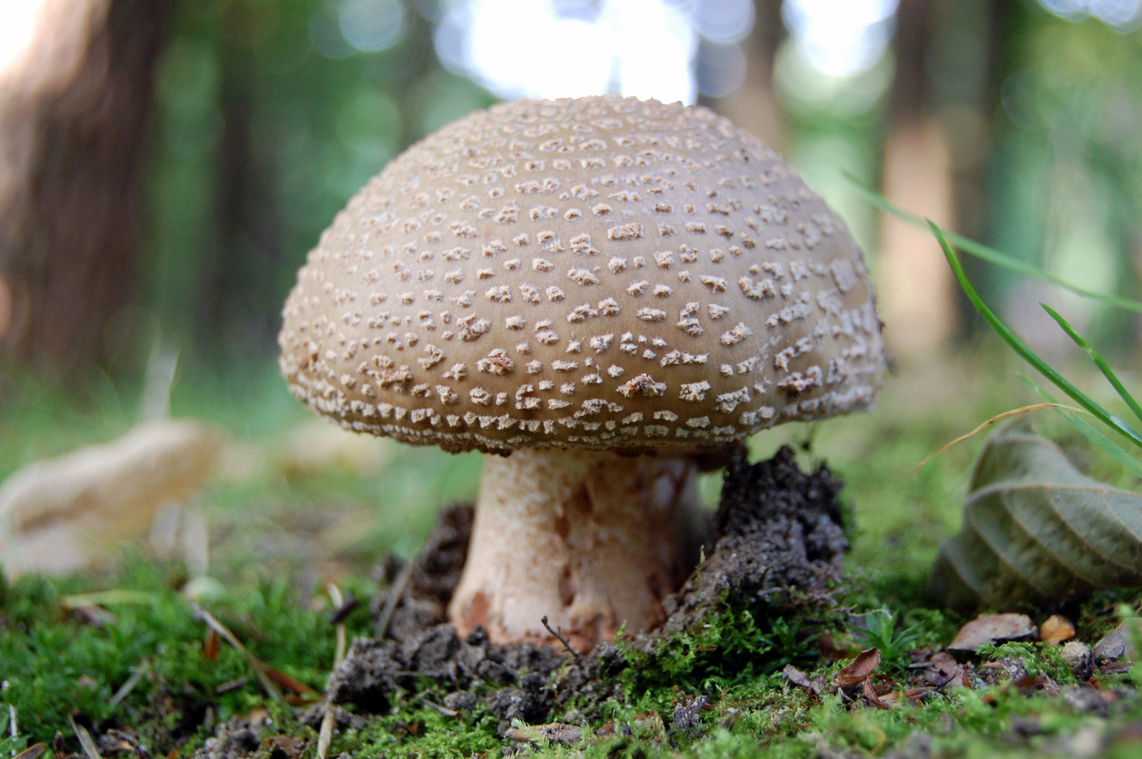 HD Mushroom Wallpaper In For Your Desktop