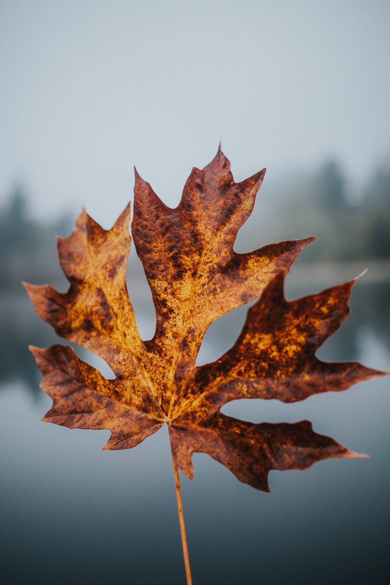 Cute Fall Phone X Wallpaper