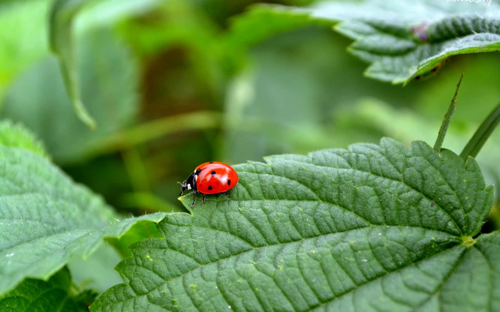 Insects On The Leaves A98igksywjq45uhw Wallpaper