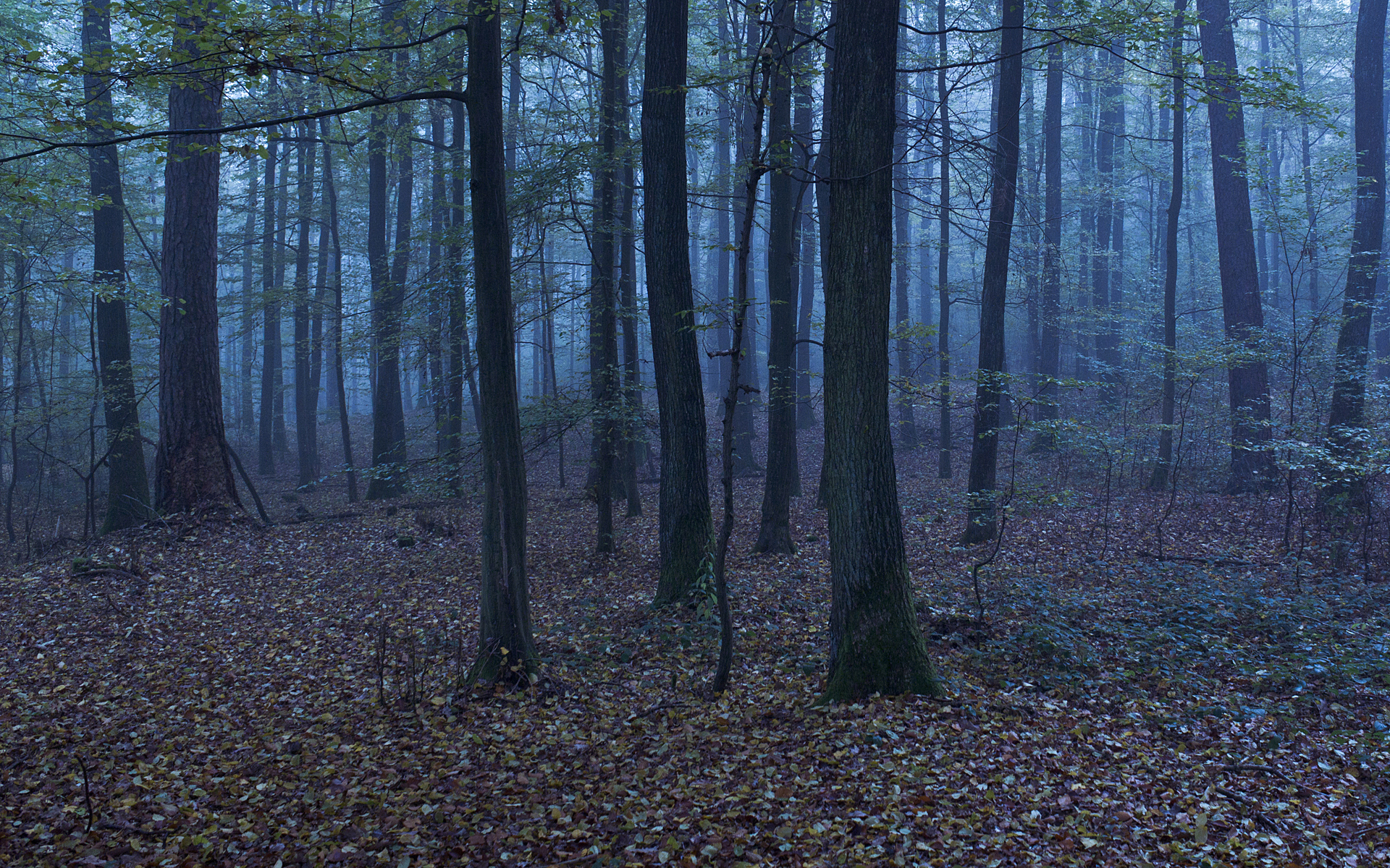 Free download nature wallpaper forest wallpapers room magic resolutions