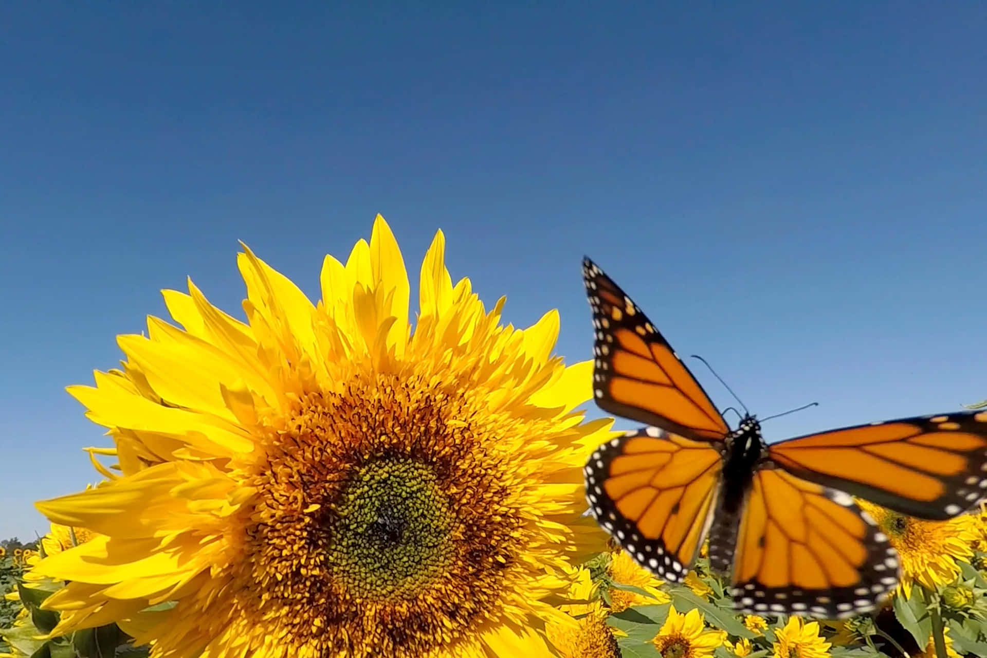 Sunflower And Butterfly Wallpaper