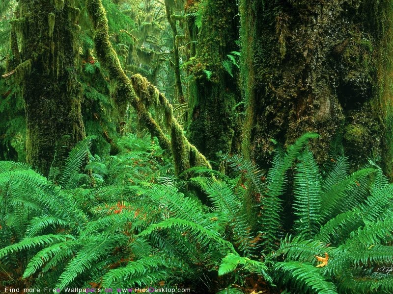 Wallpaper Amazon Forest