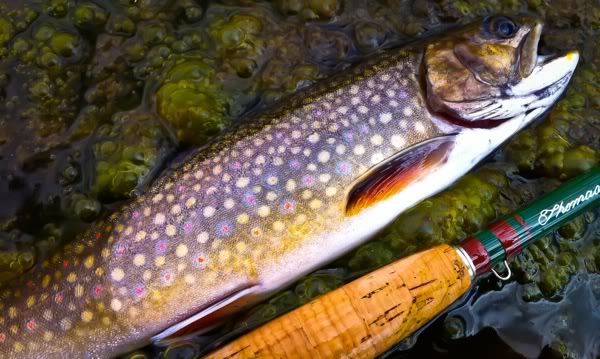  Brook Trout Is Greenish Brown Often Iridescent With Light Red Pictures 600x359