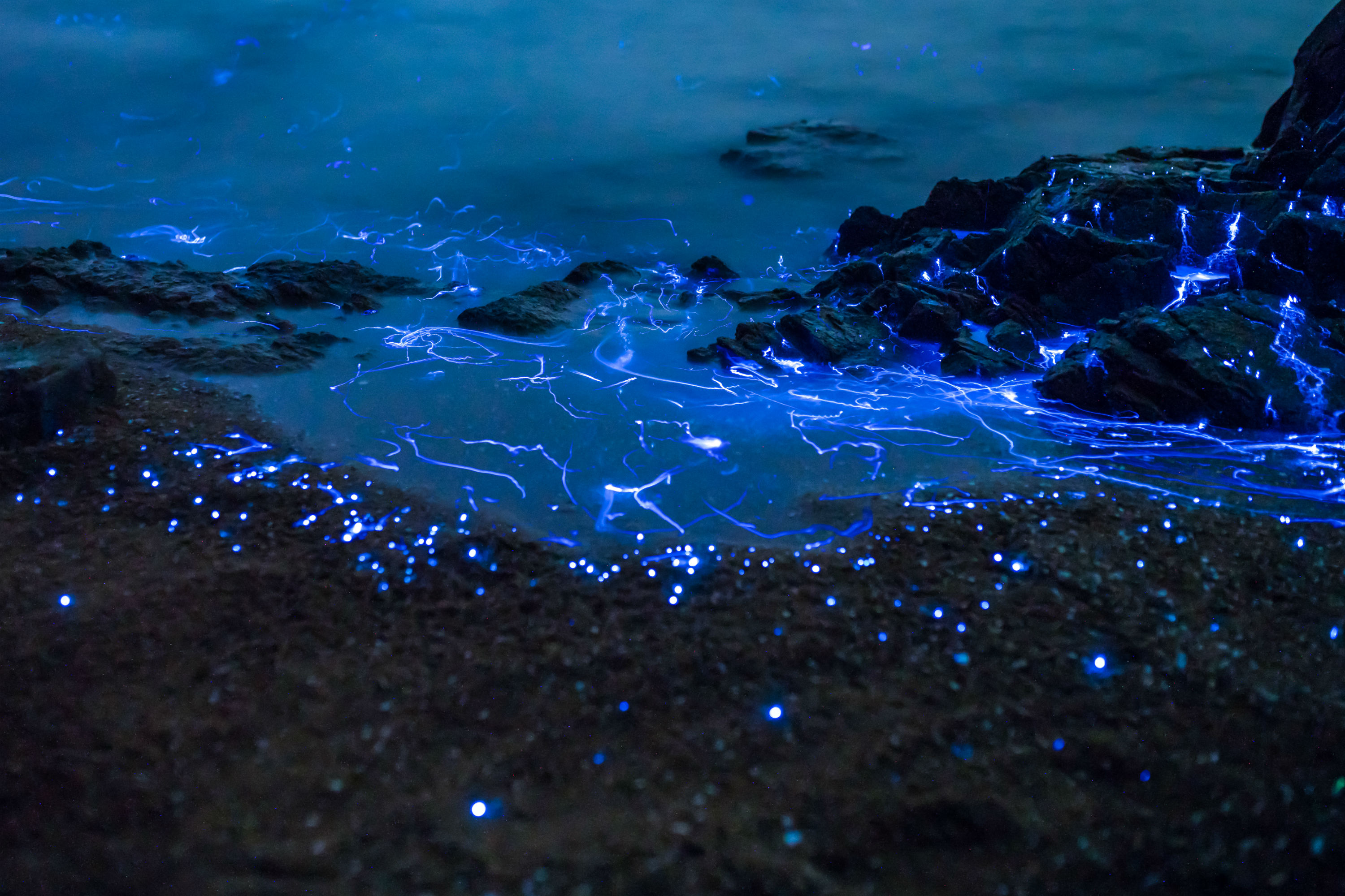 Bioluminescent Phytoplankton beach ocean sea blue night HD wallpaper   Peakpx
