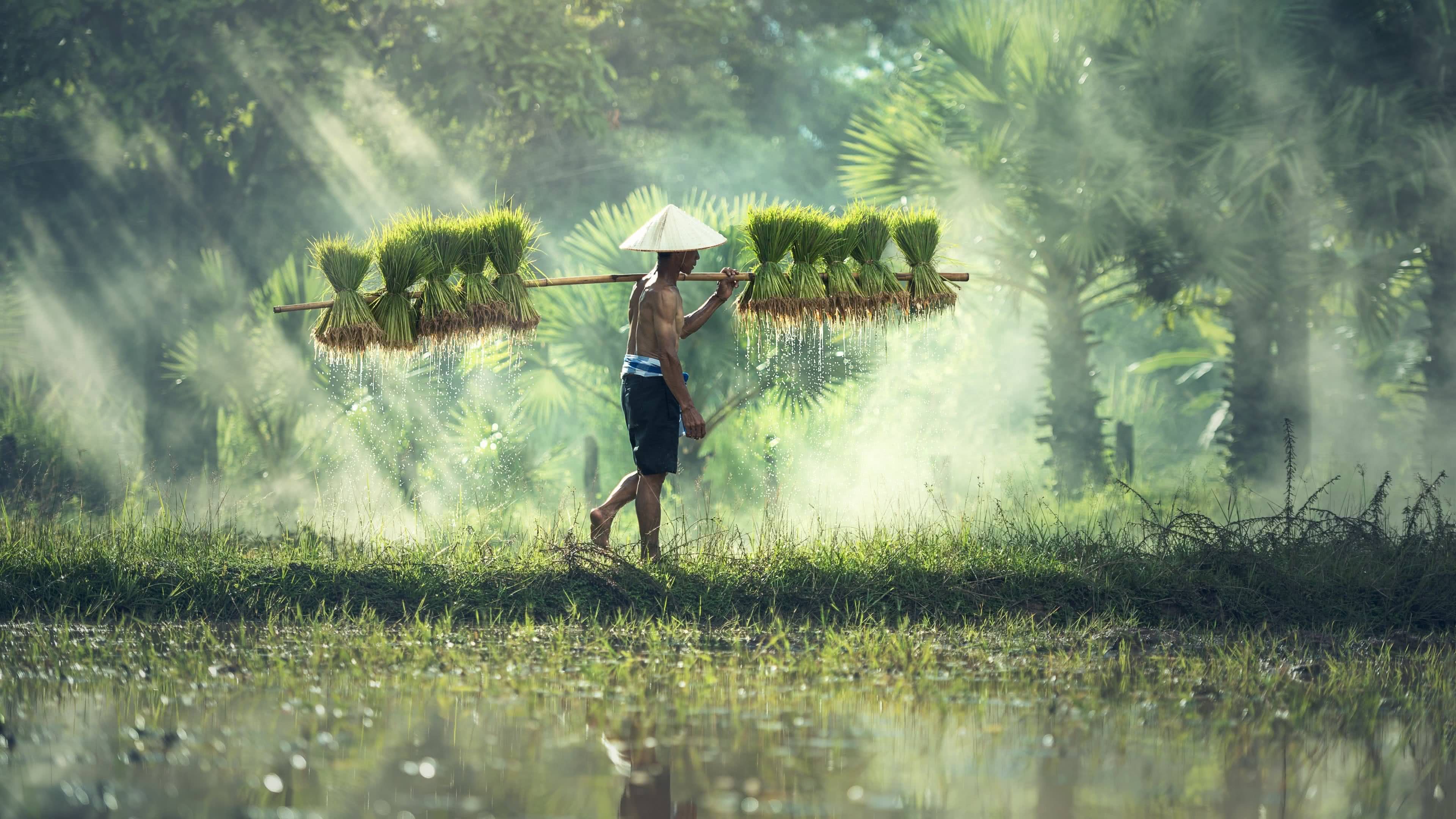4k UHD Cambodian Rice Farmer Wallpaper Vi T Nam Ch U