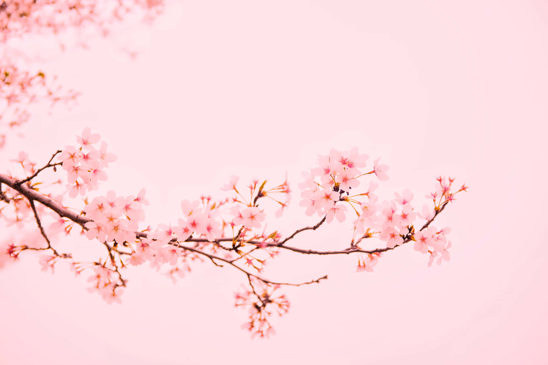 Pink Cherry Blossom Wallpaper