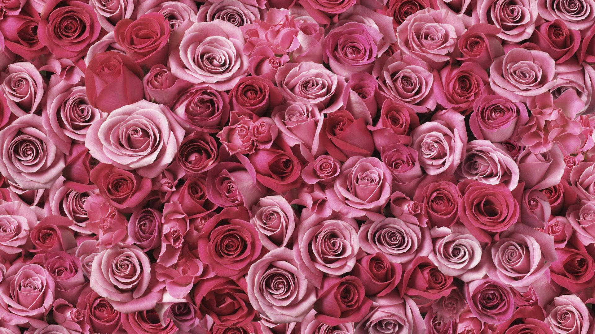 Real Roses Background Wallpaper