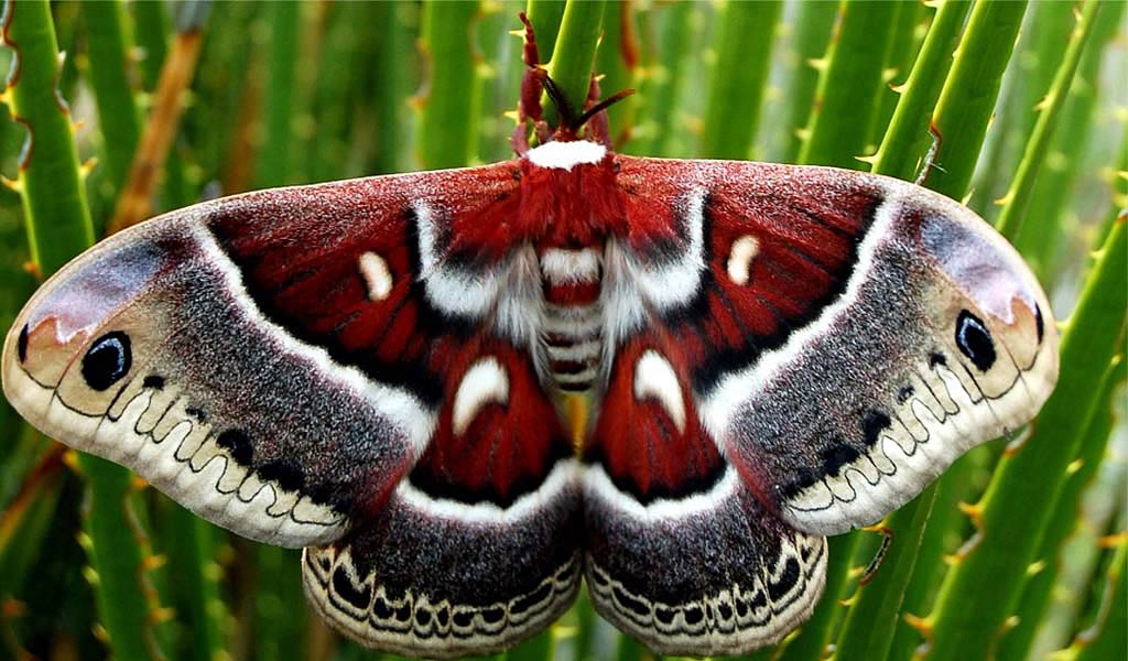 Moth Wallpaper and Background   Animals Town 1024x600