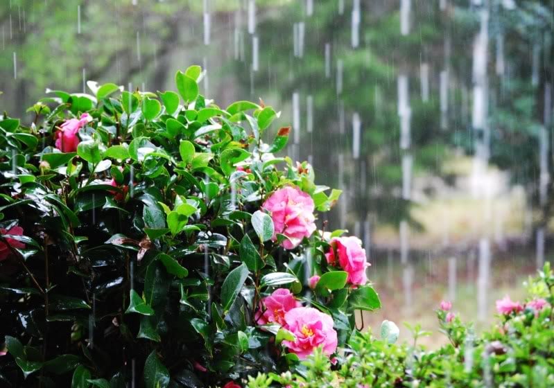 spring rainy day image search results