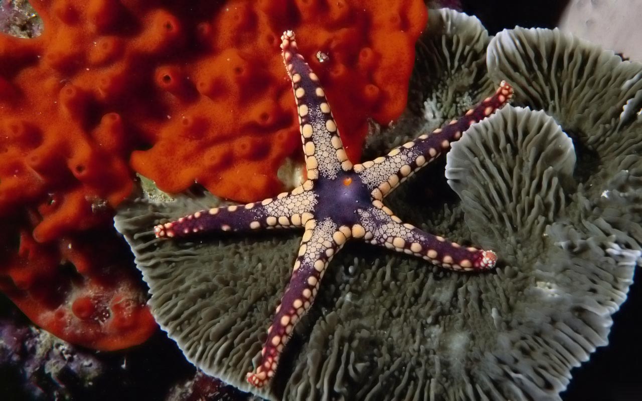 Starfish Coral Reef Wallpaper 1280x800 Starfish coral reef 1280x800