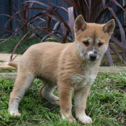 Cute Baby Dingo