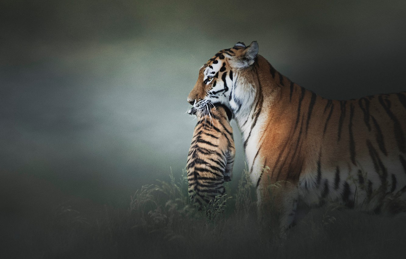Wallpaper Look Face Pose The Dark Background Kitty Baby Pair