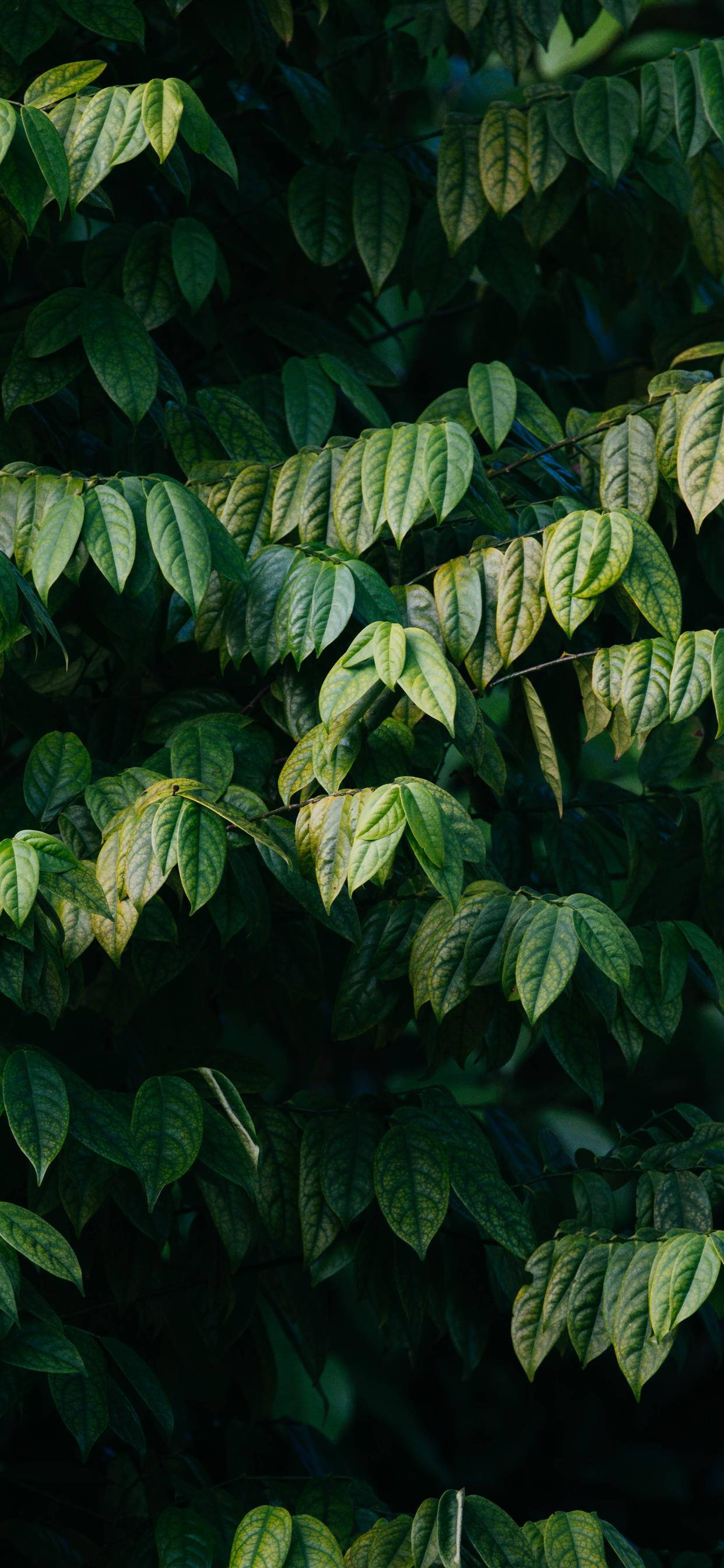 Plants iPhone Wallpaper