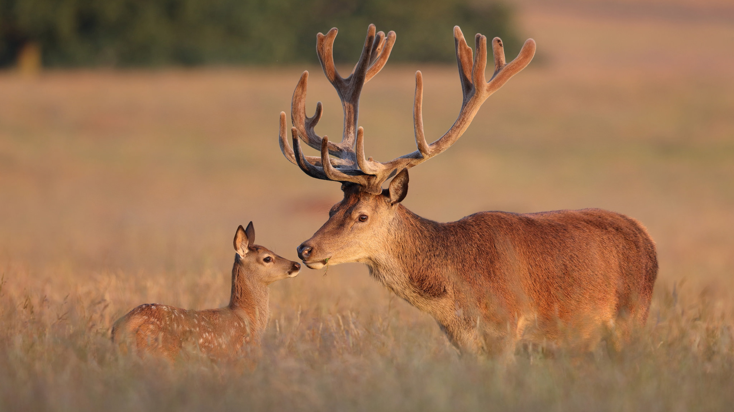 Red Deer Elk With Large Antlers HD Desktop Wallpaper High