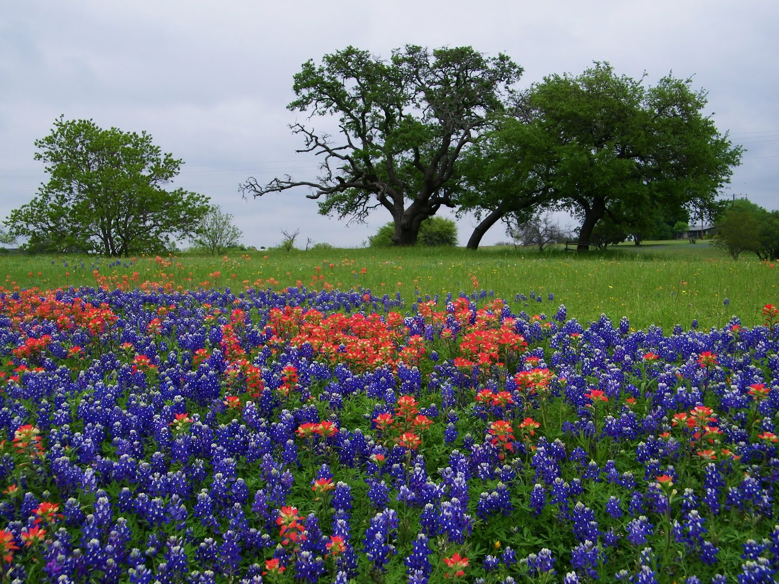 color sheets for kids: Spring Flowers In Texas Images : SWP - Flower ...